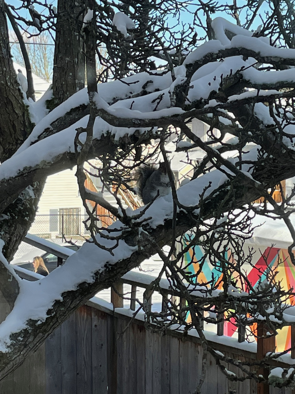 squirrel in the snow