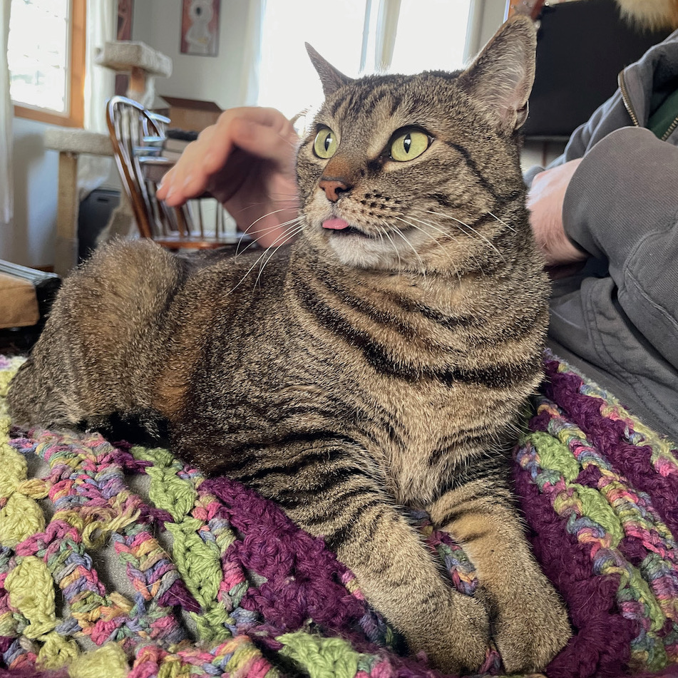 cat doing a blep